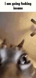 2625