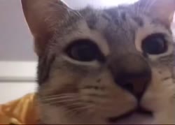 2273