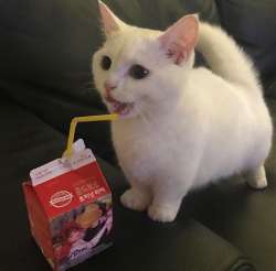 44