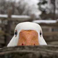267