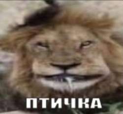 481