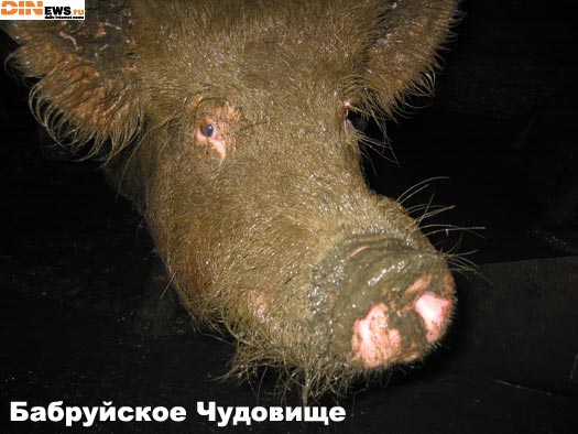 Бабруйское Чудище! Сенсационное фото!