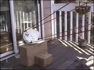 Катапульта для белки
