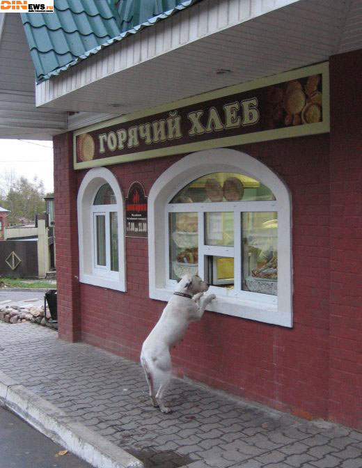 Батон белого пожалуйста...