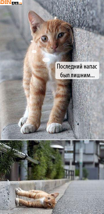 Накушался родимый...