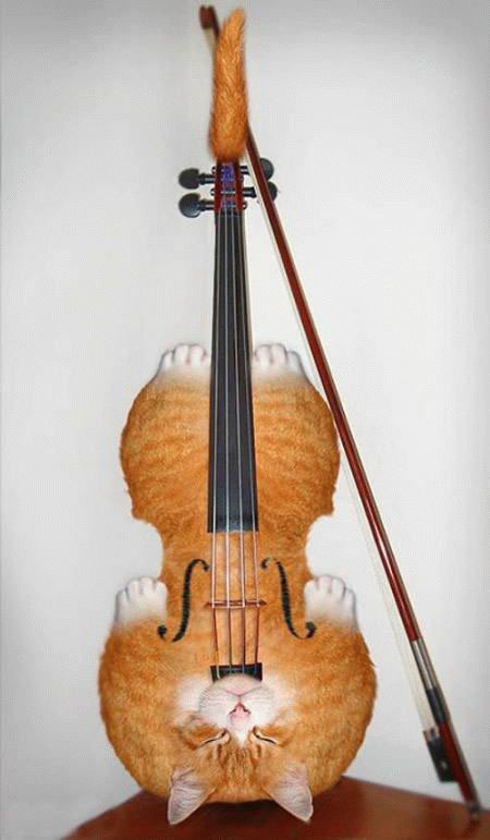 Кошачье скрипко...
