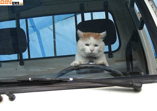 По моему за деньги права у нас может получить кто угодно...