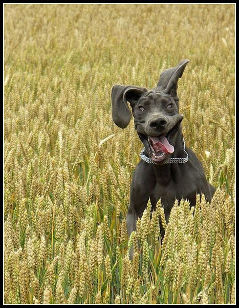 Crazy dog