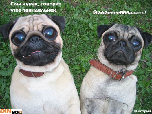 Ну, а этих то собак кто накурил??? :)