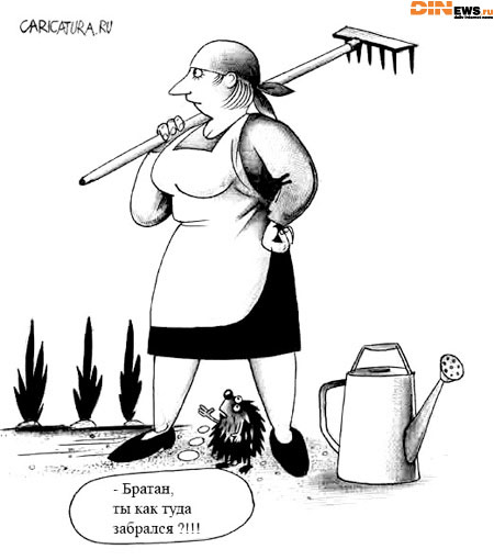 Про ёжиков...