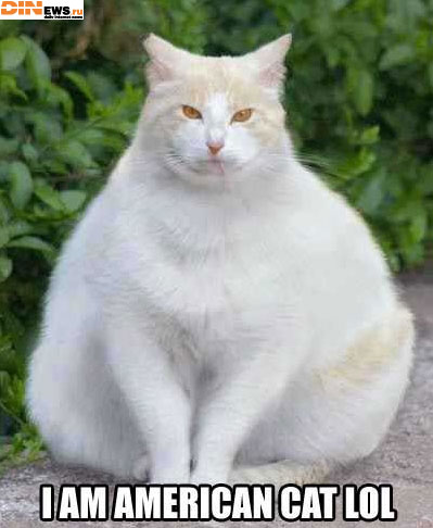 I am american cat!