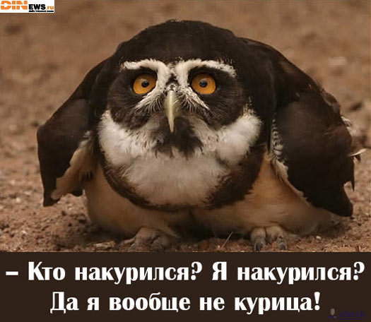 Кто накурился? Я накурился?...