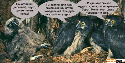 Филин - символ мудрости! :)