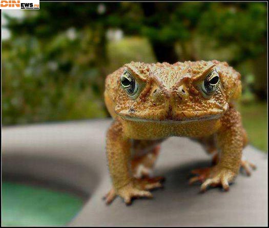 Crazy Frog то как похорошел... :))