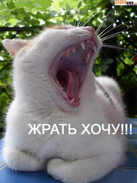 Жрать хочу!!!