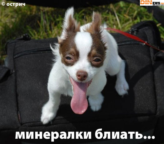 Жучко хочет минералки! :)))