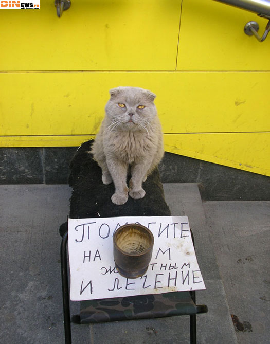 Киску жалко!