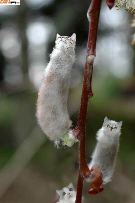Кошки распустились... :)