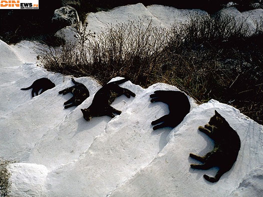 Кошаки...