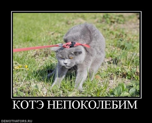 Котэ непоколебим