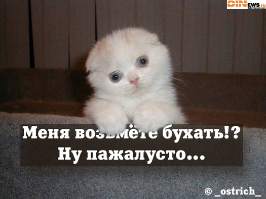 Меня возьмёте бухать!? Ну пажалусто...