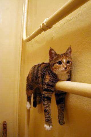 Котосушка