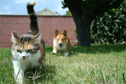 Котику — кранты!