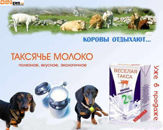 Таксячье молоко! Коровы отдыхают!