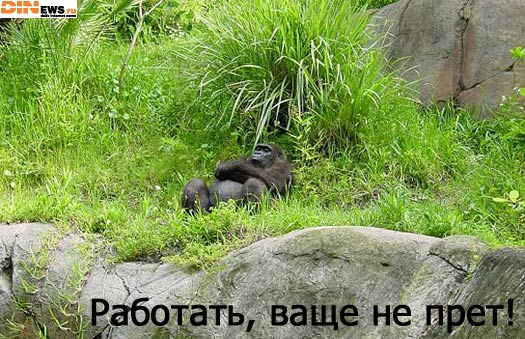 Работать, ваще не прет