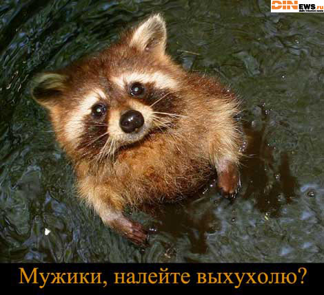 Мужики, налейте выхохулю!