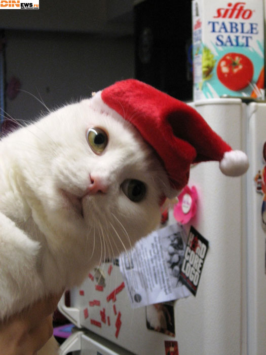 Новогодний котег!