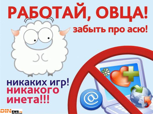 С овцами надо жесче! 