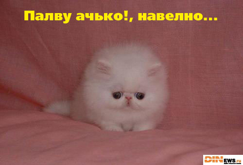Зверь-котяра! Жесть! :)
