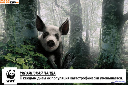 Украинская панда...