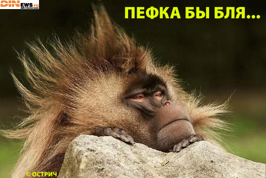Пефка бы...