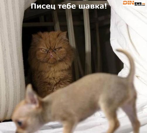Писец шавке!
