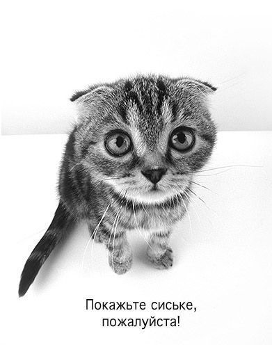 Покажите сиське, пожалуйста!