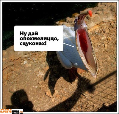 Понедельник - день тяжелый...
