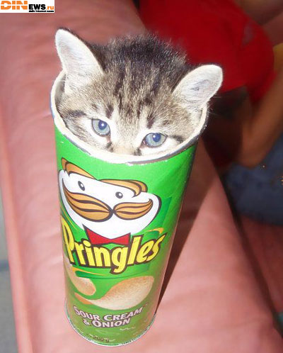 Pringles cо вкусом котенка...