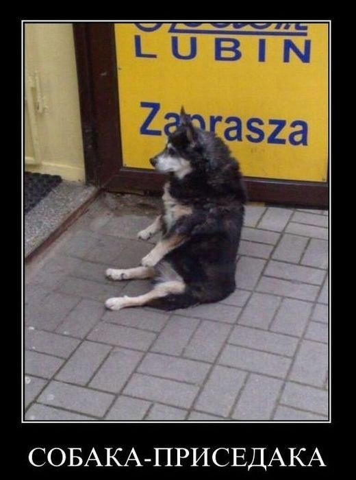 Собака-приседака