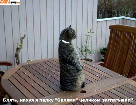 Салями vs Кот