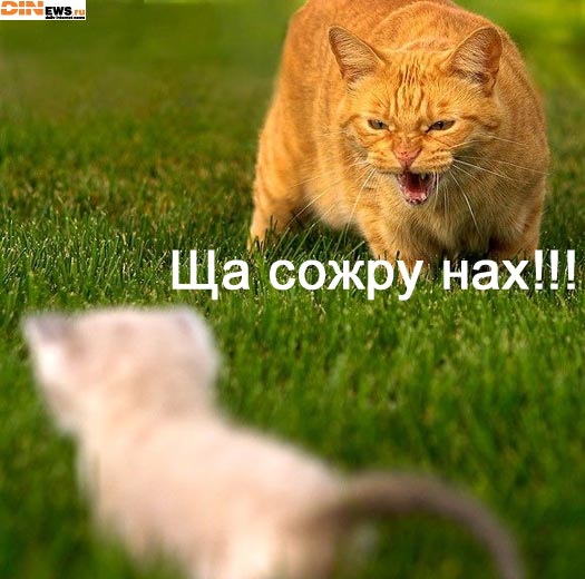 Ща сожру...