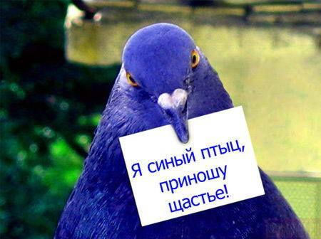 Я синый птиц, приношу щастье!