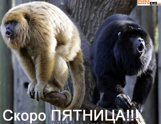 Одно радует - скоро пятница! :)