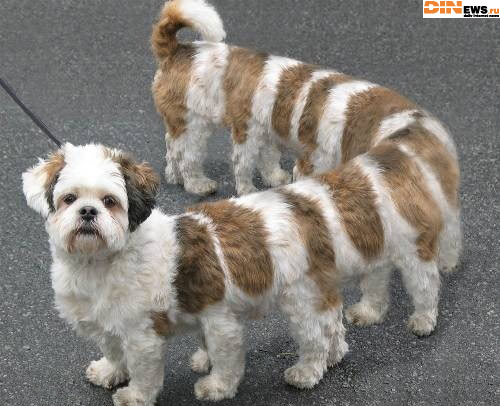 Very Long Dog...