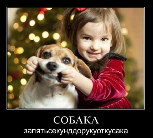 Собака запятьсекунддорукуоткусака