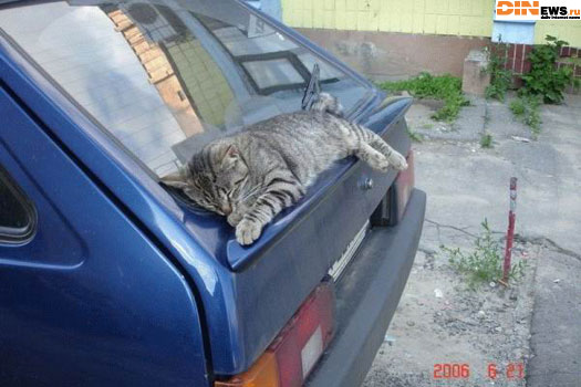 Дык вот для чего эту штуку на машинах делают... :)
