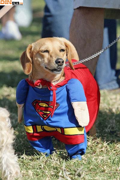 SuperDog!