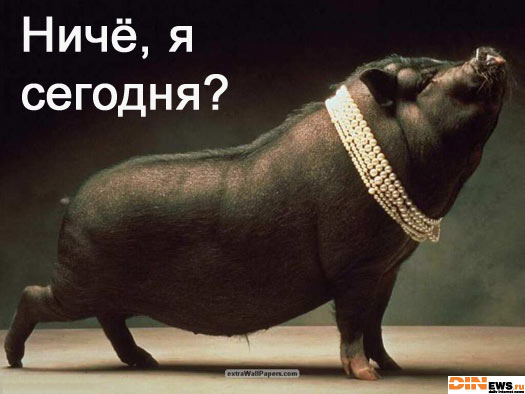 Свинтус Поросятович Кабанейро...