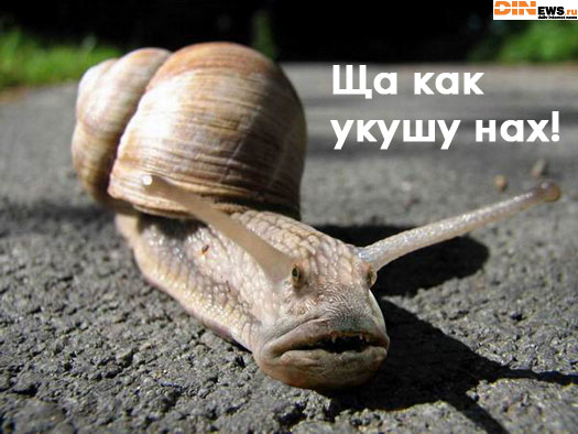 Улиточка... Гы! :)